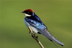 飞的最低的鸟排名 尖尾雨燕上榜麻雀相当机敏常见