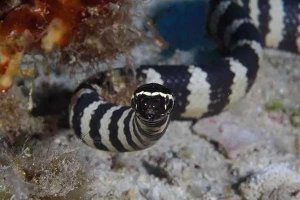 世界十大致命毒蛇 海蛇仅需要0.01毫克毒液即可致人死亡