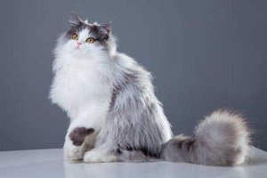 世界十大最漂亮的猫咪 暹罗猫仅第二波斯猫登顶