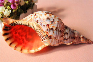 世界上最漂亮的十种贝类 世界上有哪些漂亮的贝壳
