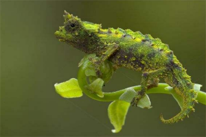 世界上最小的生物排名 微米变色龙没有一个手指大