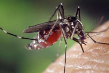 地球十大危险的动物杀手排行榜：排名第一的竟然是蚊子