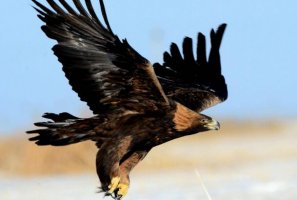 全球十大凶猛的鸟排行榜 金雕高大威武翼展可达两米多长