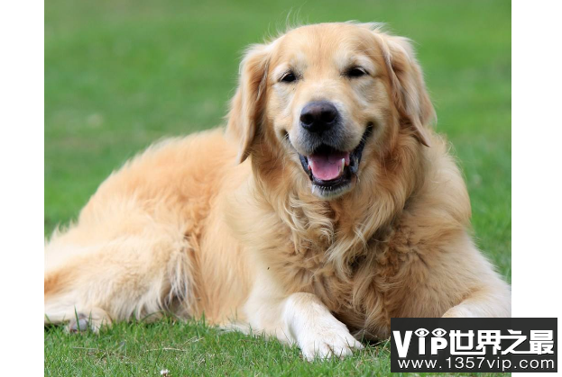 世界十大最漂亮的狗排名榜 微笑天使萨摩耶位列第一
