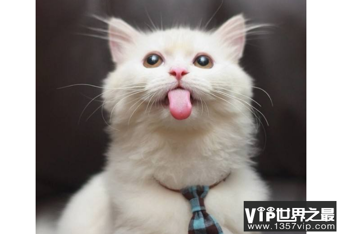 世界十大最漂亮的猫 优雅还是可爱，你喜欢哪种