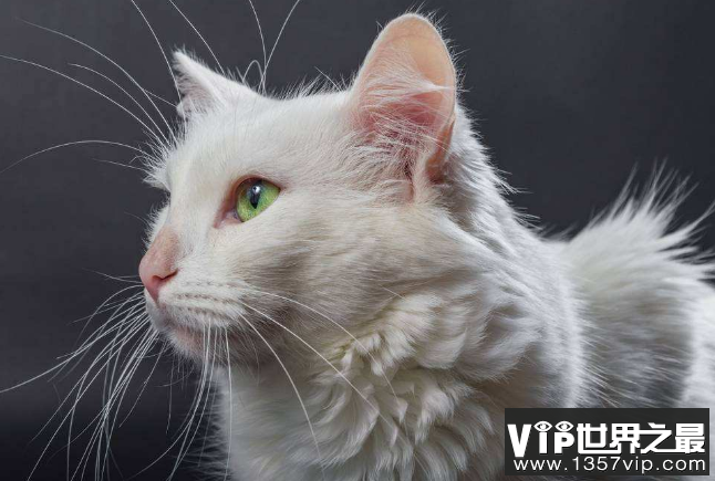 世界十大最漂亮的猫 优雅还是可爱，你喜欢哪种