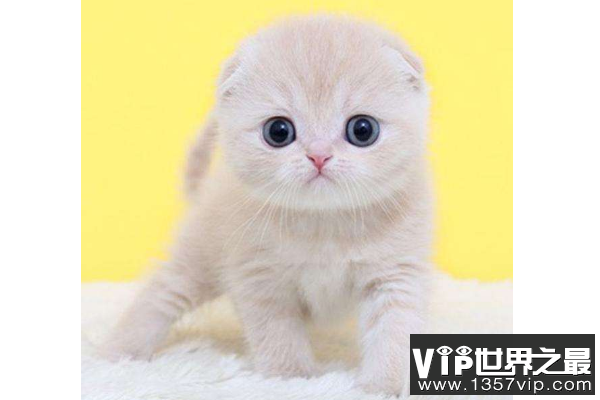 世界十大最漂亮的猫 优雅还是可爱，你喜欢哪种