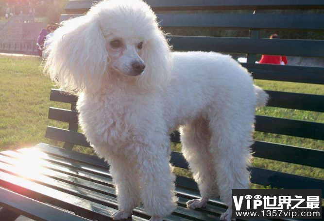 世界最聪明的十大名犬 贵宾排第二，拉布拉多仅第七