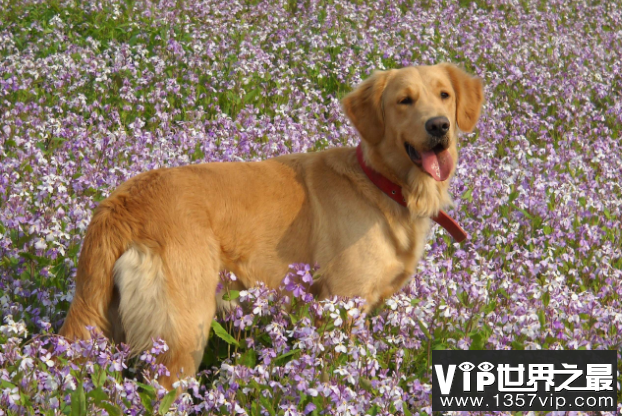 世界最聪明的十大名犬 贵宾排第二，拉布拉多仅第七