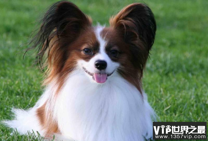 世界最聪明的十大名犬 贵宾排第二，拉布拉多仅第七