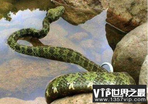 世界上最大的毒蛇：莽山烙铁头，重20公斤的超大蛇