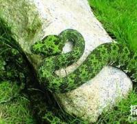世界上最大的毒蛇：莽山烙铁头，重20公斤的超大蛇