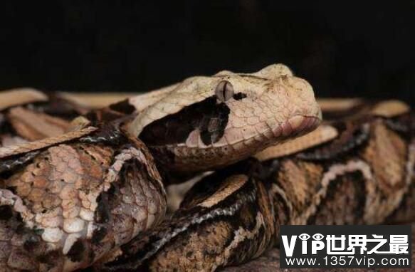 世界上毒牙最长的蛇：加蓬蝰蛇，毒牙长达5厘米(非洲毒蛇之王)