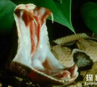 世界上毒牙最长的蛇：加蓬蝰蛇，毒牙长达5厘米(非洲毒蛇之王)