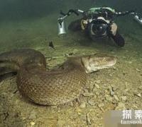 世界上最长的蛇：红海巨蟒，体长500米的深海杀手(鱼雷炸成肉酱)