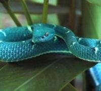 世界上最罕见的蛇：蓝蛇，绿树蟒与森王蛇争相斗艳