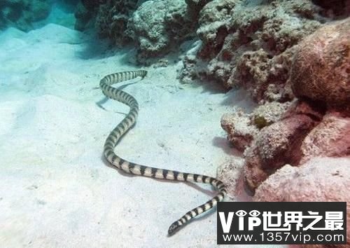 世界上最致命的蛇：海蛇，比眼镜蛇还毒(被咬后无痛感)