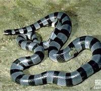 世界上最致命的蛇：海蛇，比眼镜蛇还毒(被咬后无痛感)