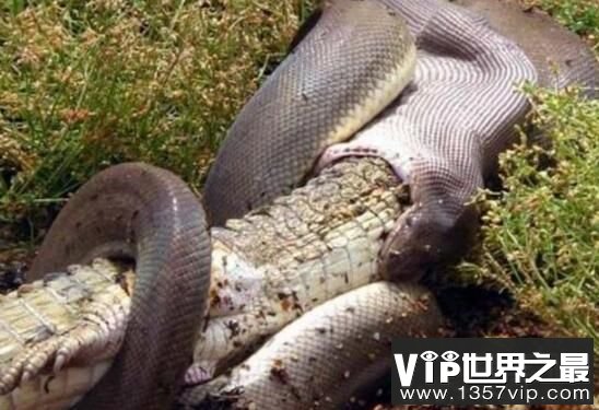 世界上最大的蛇：亚马逊森蚺，体长10米重500公斤(无天敌)