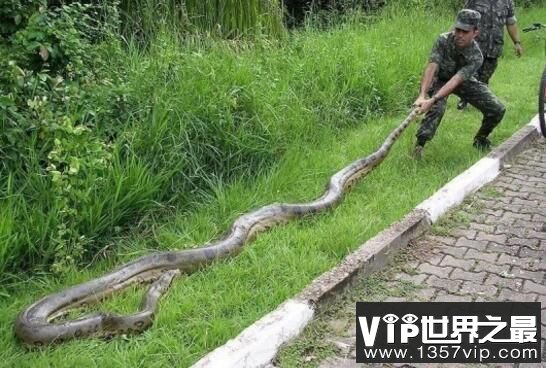 世界上最大的蛇：亚马逊森蚺，体长10米重500公斤(无天敌)