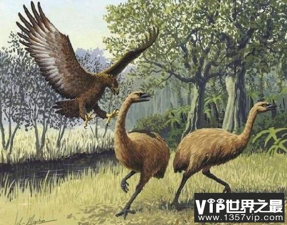 世界最大肉食鸟哈斯特鹰灭绝，世界最小鹰与其同祖