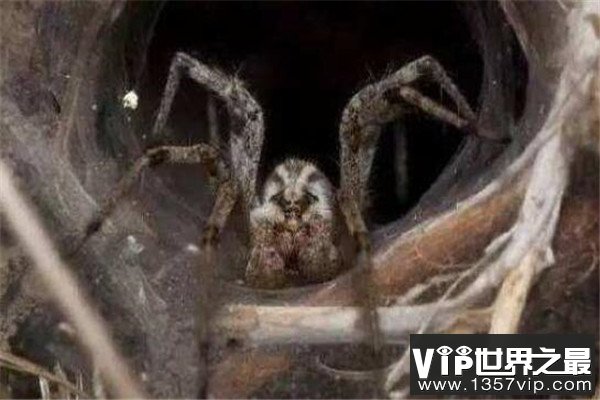 世界最毒十大蜘蛛 红背蜘蛛上榜，悉尼漏斗网蛛15分钟能致死