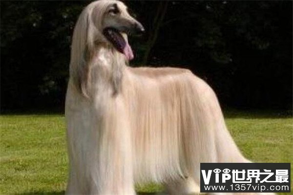 世界十大傻狗排名 哈士奇都没进前三，斗牛犬超凶猛