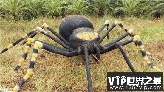 【南极洲惊现巨型蜘蛛】患"极化巨大症"长8条大长腿看完做恶梦