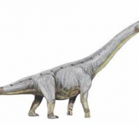 巴基龙：泰坦巨龙类恐龙，蜥脚类恐龙中最大最重的恐龙