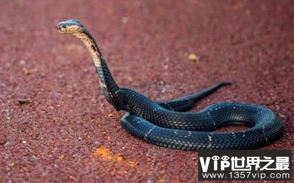 舟山眼镜蛇：名字很美毒性很强的蛇，沟牙毒蛇的一种（蛇中之王）