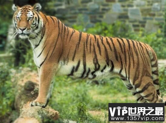 体型很小的爪哇虎数量锐减，目前该虎种灭绝成迷