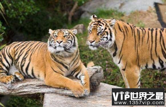 体型很小的爪哇虎数量锐减，目前该虎种灭绝成迷
