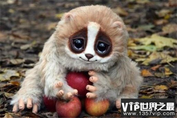 世界十大最萌最可爱动物 吸蜜蜂鸟上榜，懒猴性情超凶猛