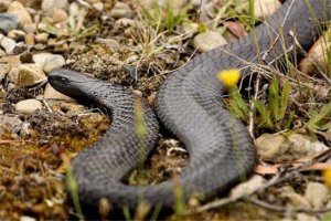 世界十大毒蛇 非洲树蛇外形很惊艳，第五0.02毫克便会致命