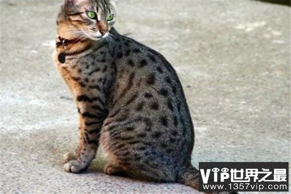 世界十大名猫排行榜 精灵猫全身无毛,第三眼神看着超无辜