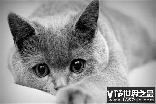 世界十大名猫排行榜 精灵猫全身无毛,第三眼神看着超无辜