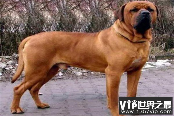 世界十大猛犬排名 杜高犬打得过野猪，你认识哪几种
