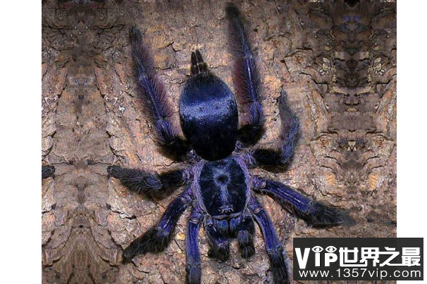 世界十大巨型蜘蛛 腿长就有30厘米，这些蜘蛛你见过吗