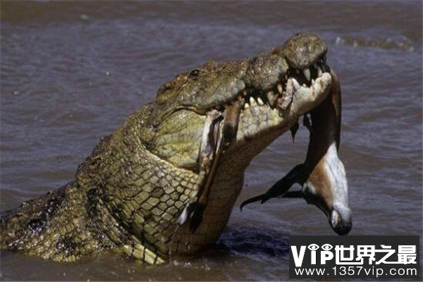 世界十大鳄鱼 恒河鳄喜欢攻击人类，你认识哪几个