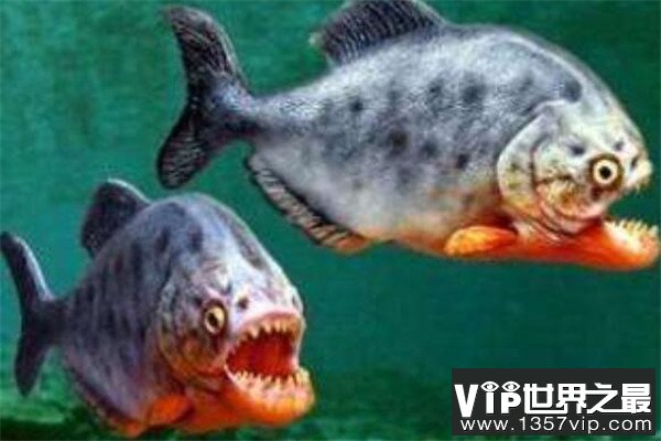 世界十大剧毒鱼 会隐藏的石鱼很难对付，第一被称为吸血鬼