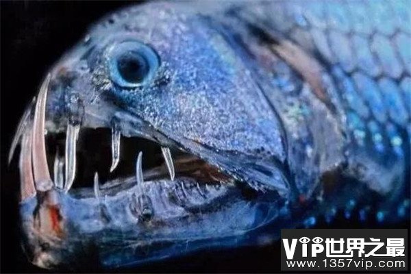 世界十大剧毒鱼 会隐藏的石鱼很难对付，第一被称为吸血鬼