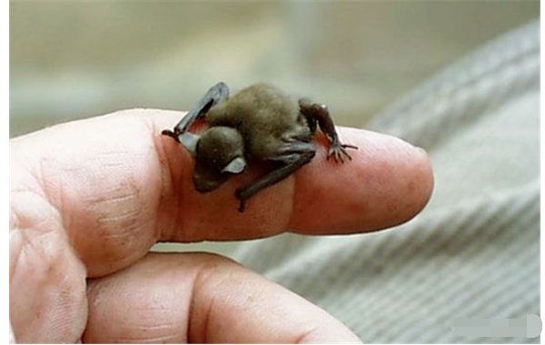 世界十大最小的动物 比指甲还小的青蛙，你见过吗