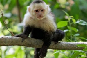 世界十大最珍稀猴子 卷尾猴性情温顺，绒猴体型全球最小