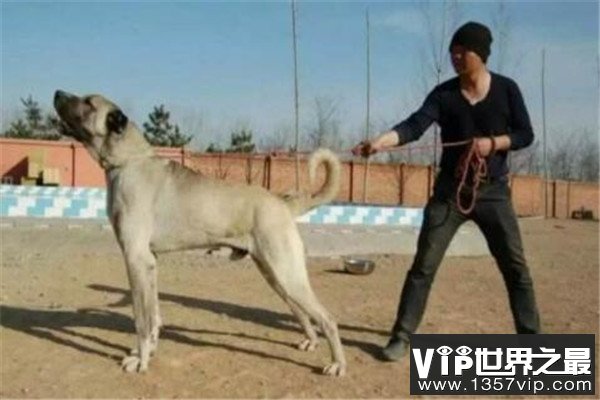 世界十大最凶悍猛犬 西藏獒犬上榜,比特犬异常凶猛