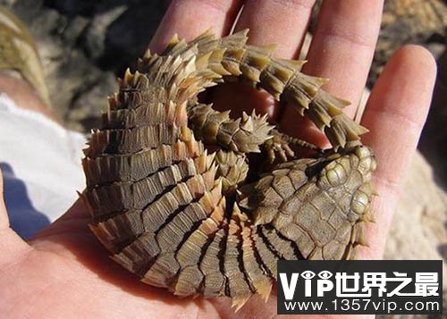 犰狳环尾蜥，世界上现存最像恐龙的物种