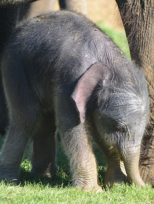 英国一大象怀孕2年平安分娩 幼崽踮脚喝奶