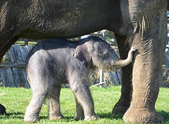 英国一大象怀孕2年平安分娩 幼崽踮脚喝奶