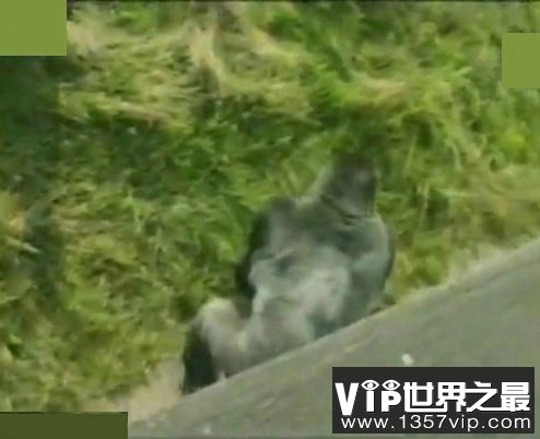 “猩猩男孩”已是两个孩子的爸爸!