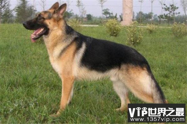 世界十大名狗排名 拉布拉多很讨人喜欢，牧羊犬大多成了警犬