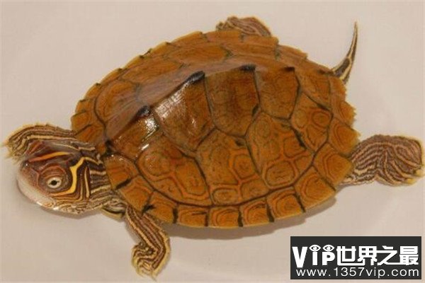 世界十大龟 河龟少到被圈养，红腿陆龟有着葫芦腰